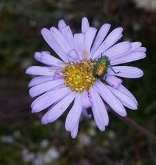 Brachyscome spathulata spathulata