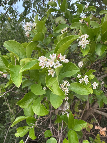 Ehretia observed 2026-10-27