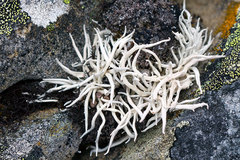 Thamnolia vermicularis vermicularis