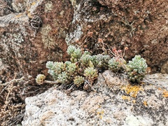 Graptopetalum pachyphyllum