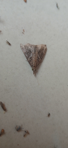 Hypena commixtalis observed 2026-10-27