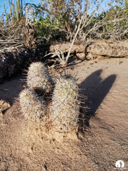 Mammillaria sheldonii