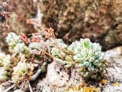 Graptopetalum pachyphyllum