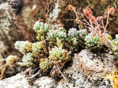 Graptopetalum pachyphyllum