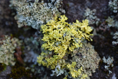 Vulpicida juniperinus, 2026-10-23