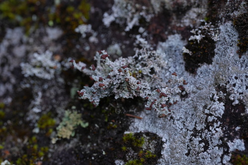 Stereocaulon observed 2026-10-23