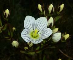 Gentianella cunninghamii cunninghamii