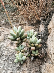 Pachyphytum