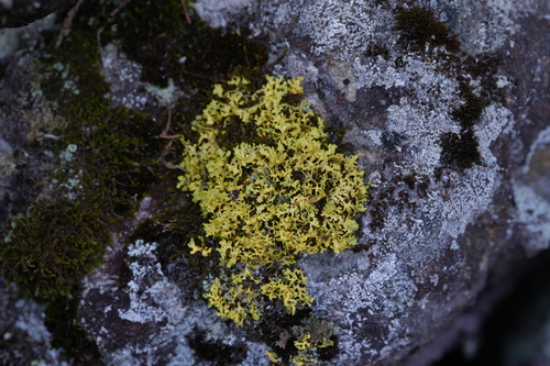 Vulpicida juniperinus, 2026-10-23