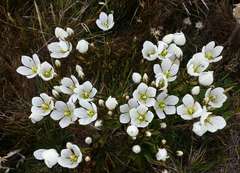 Gentianella cunninghamii cunninghamii