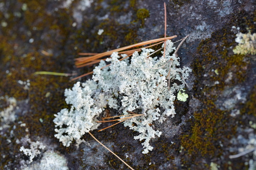 Stereocaulon observed 2026-10-23