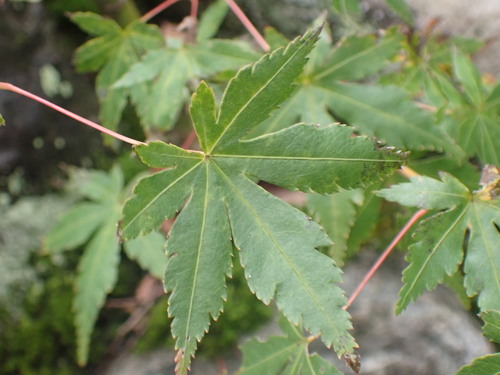 Acer palmatum observed 2026-10-27