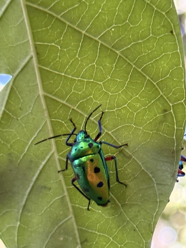 Calliphara observed 2026-10-27