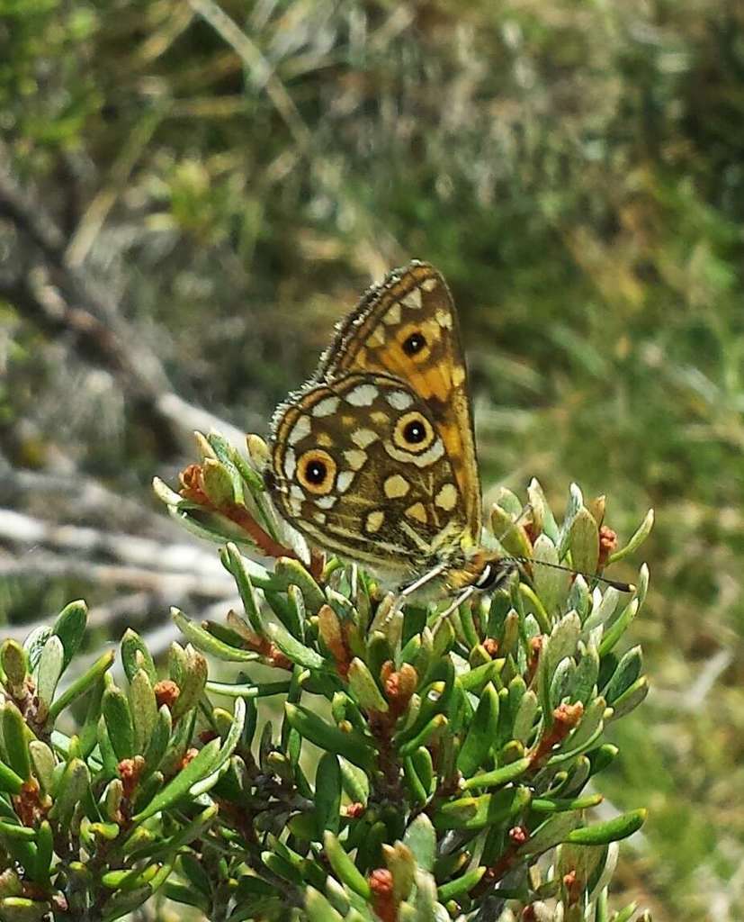 Orichora Brown
