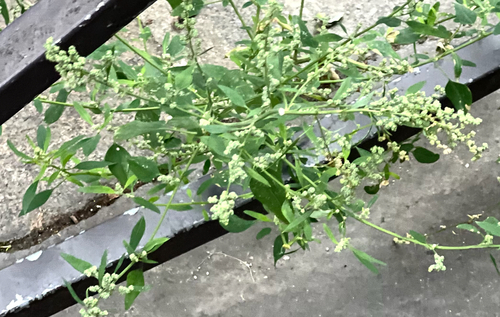 Atriplex observed 2026-10-27