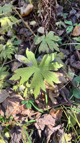 Anemonastrum canadense observed 2026-10-24