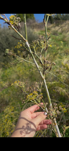 Foeniculum vulgare observed 2026-10-27