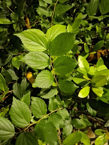 Celtis observed 2026-10-27