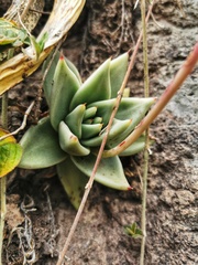 Echeveria agavoides