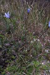 Wahlenbergia ceracea