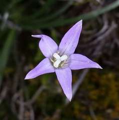 Wahlenbergia ceracea
