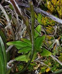 Wahlenbergia ceracea