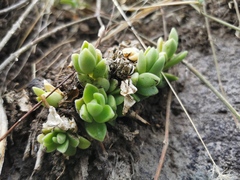 Sedum ebracteatum