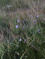 Wahlenbergia ceracea