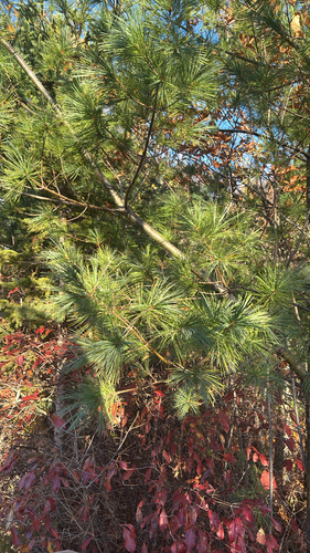 Pinus strobus, 2026-10-27