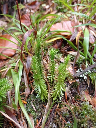 Lycopodium observed 2026-10-27