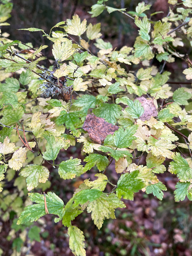 Ribes alpinum observed 2026-10-27