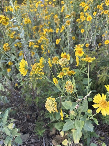 Verbesina encelioides observed 2026-10-27