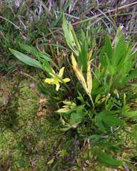 Ranunculus victoriensis