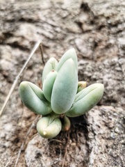 Pachyphytum hookeri