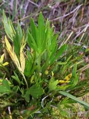 Ranunculus victoriensis