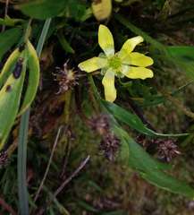 Ranunculus victoriensis