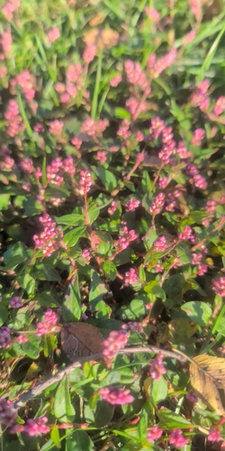 Persicaria longiseta observed 2026-10-27