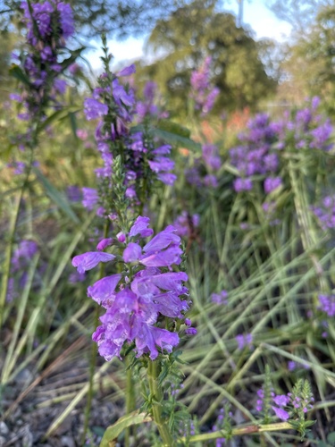 Physostegia observed 2026-10-27