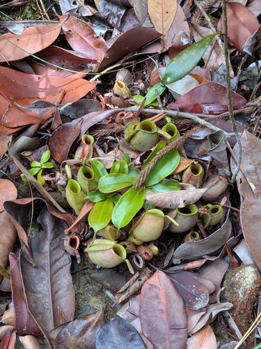 Nepenthes observed 2026-10-27