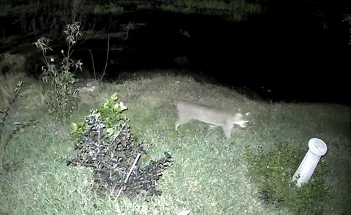 Lynx rufus, 2026-10-26
