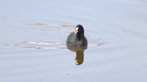 Fulica atra, 2026-10-27