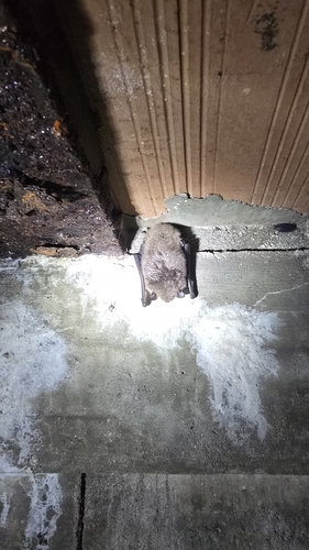 Myotis observed 2026-10-27