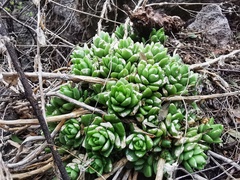 Sedum glabrum