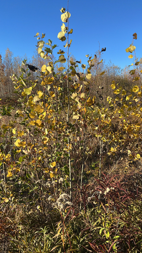 Populus tremuloides observed 2026-10-27
