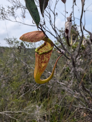 Nepenthes observed 2026-10-27