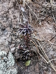 Echeveria bifida