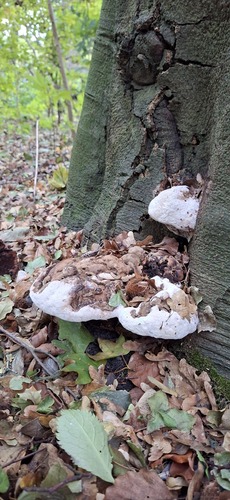Ganoderma observed 2026-10-27