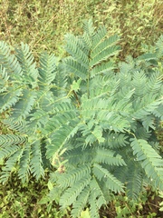 Albizia inundata