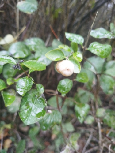 Vaccinium observed 2026-10-27