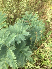 Albizia inundata